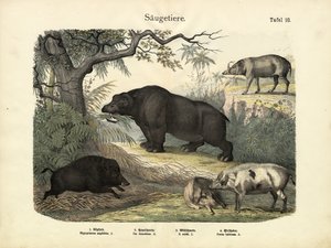 Zoogdieren, ca. 1860